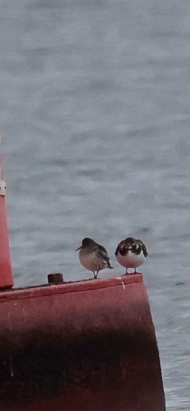 Морской песочник - ML646529327