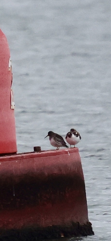 Морской песочник - ML646529328