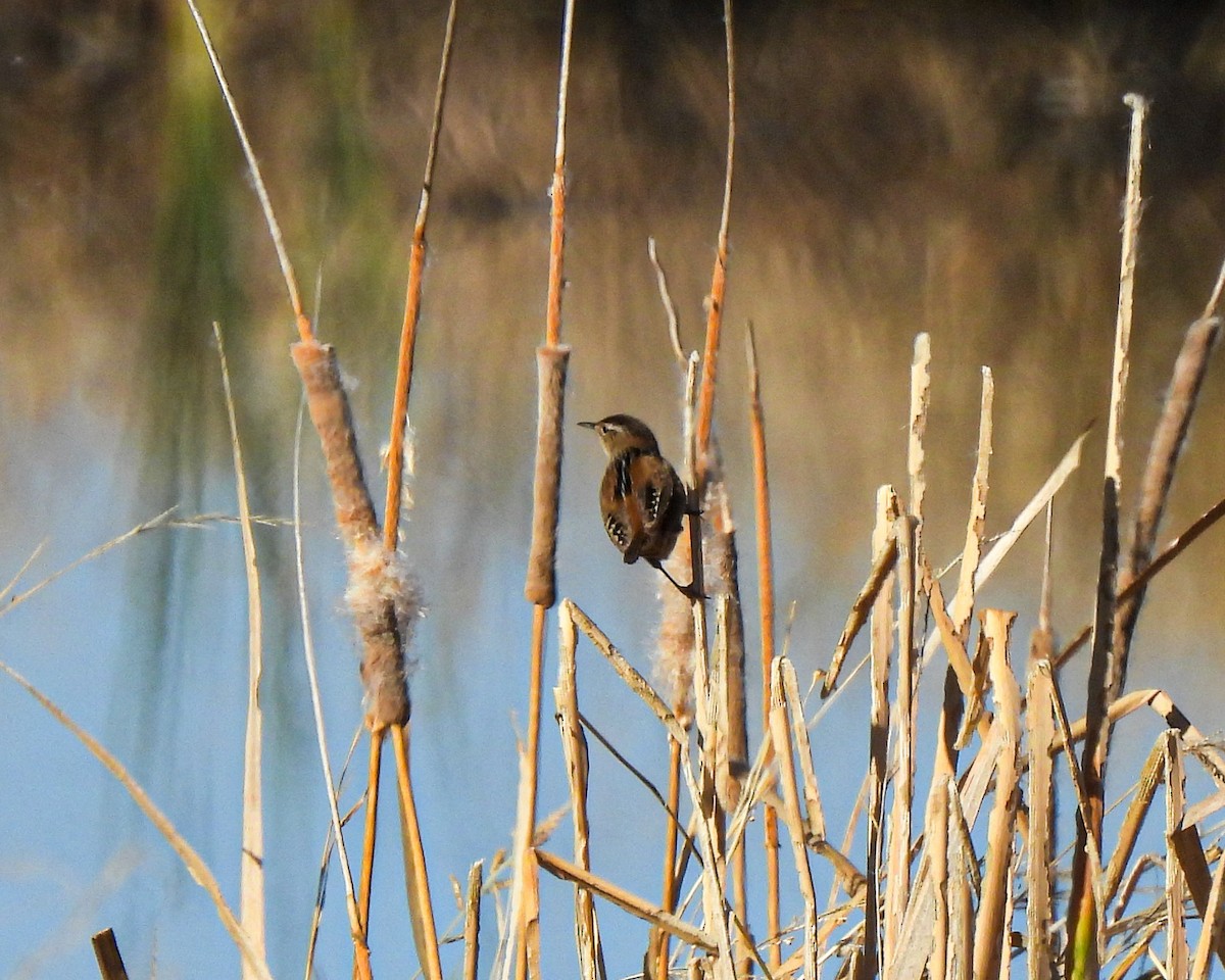Marsh Wren - ML646529335