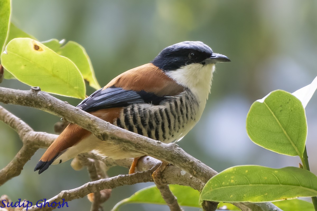 Himalayan Cutia - ML646529338