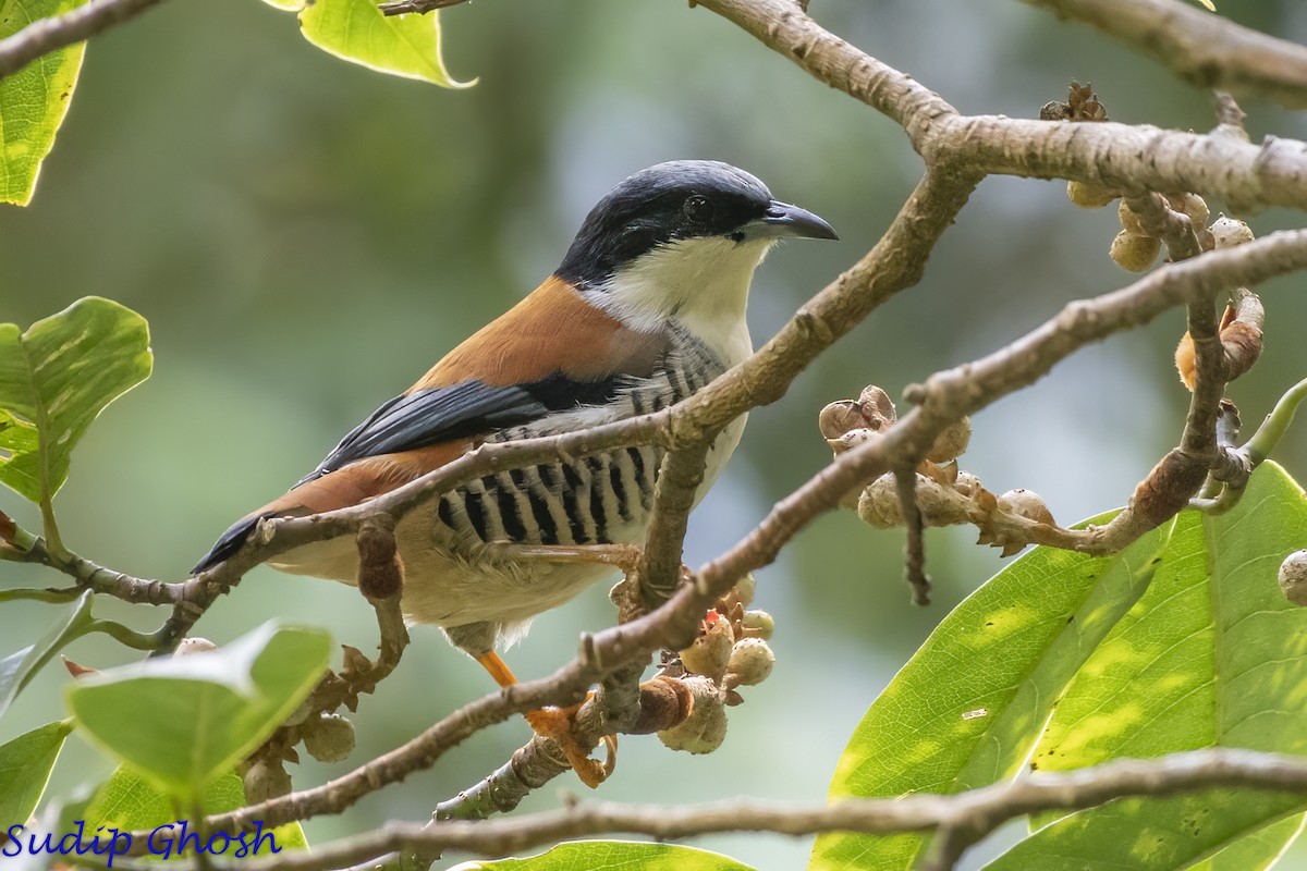 Himalayan Cutia - ML646529339