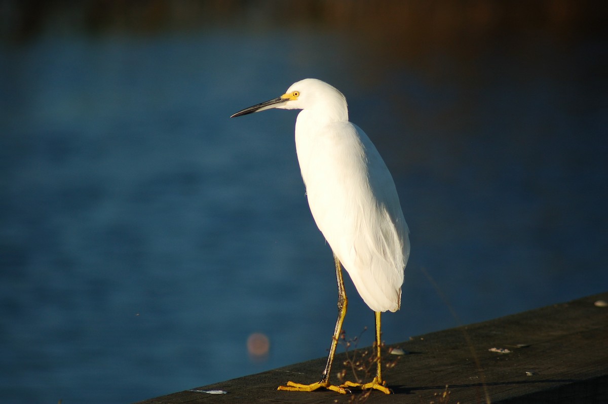 Snowy Egret - ML646529341