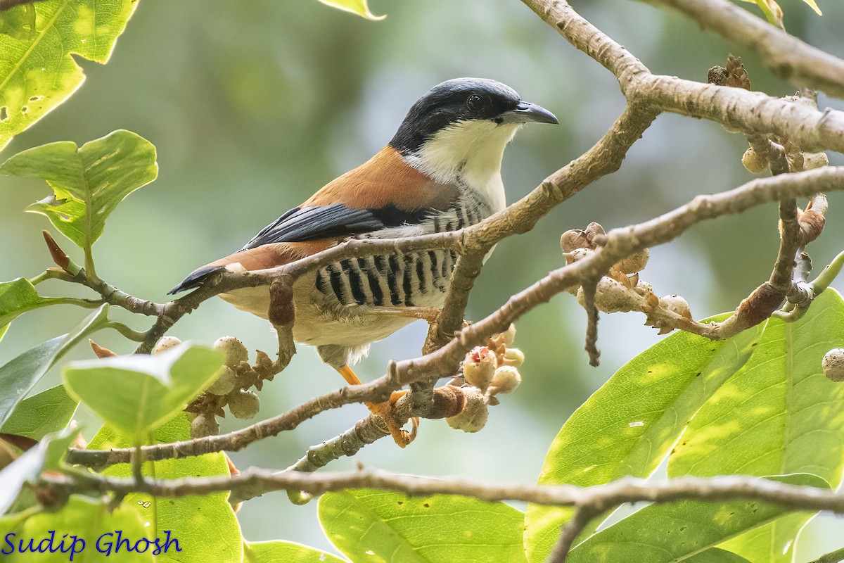 Himalayan Cutia - ML646529342