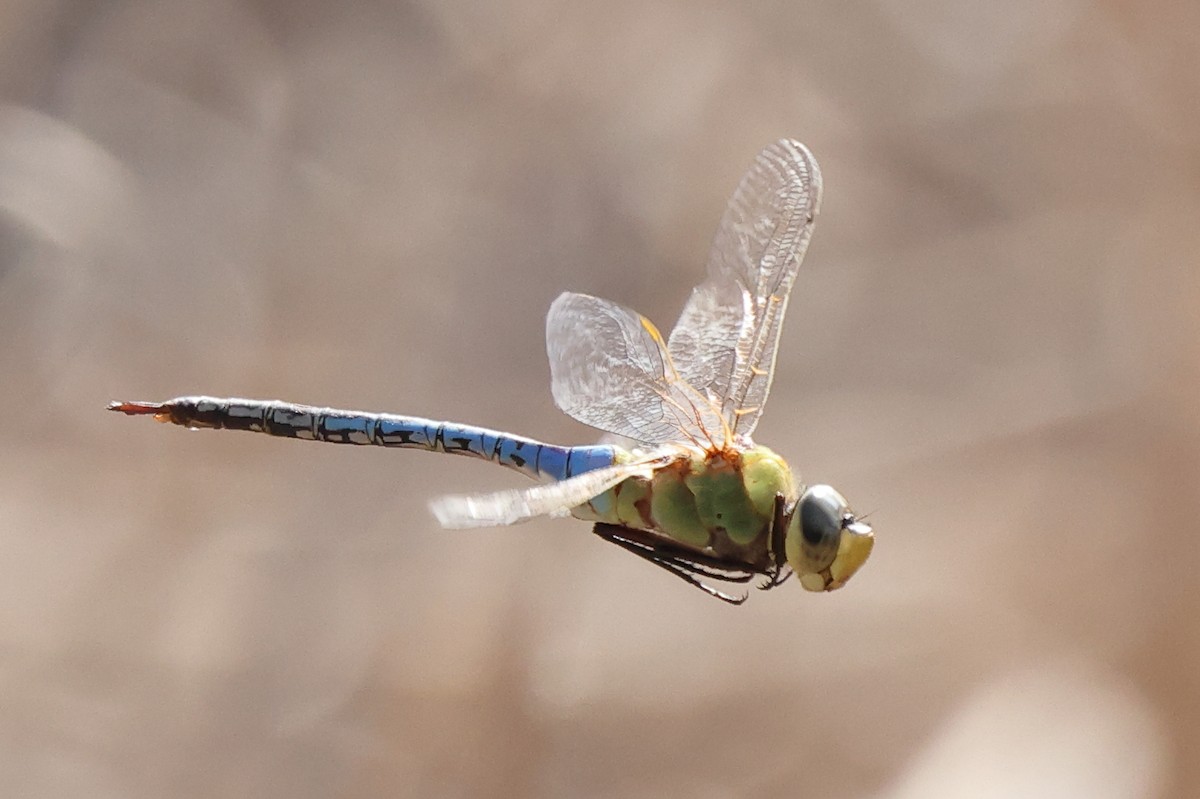 Common Green Darner - ML646529344
