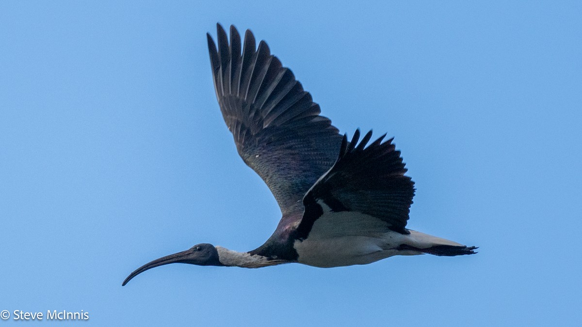 Ibis Tornasolado - ML646529345