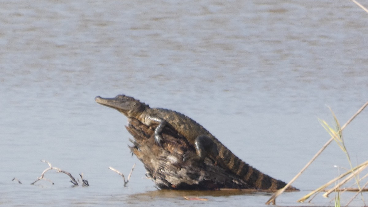 Alligators - ML646529347