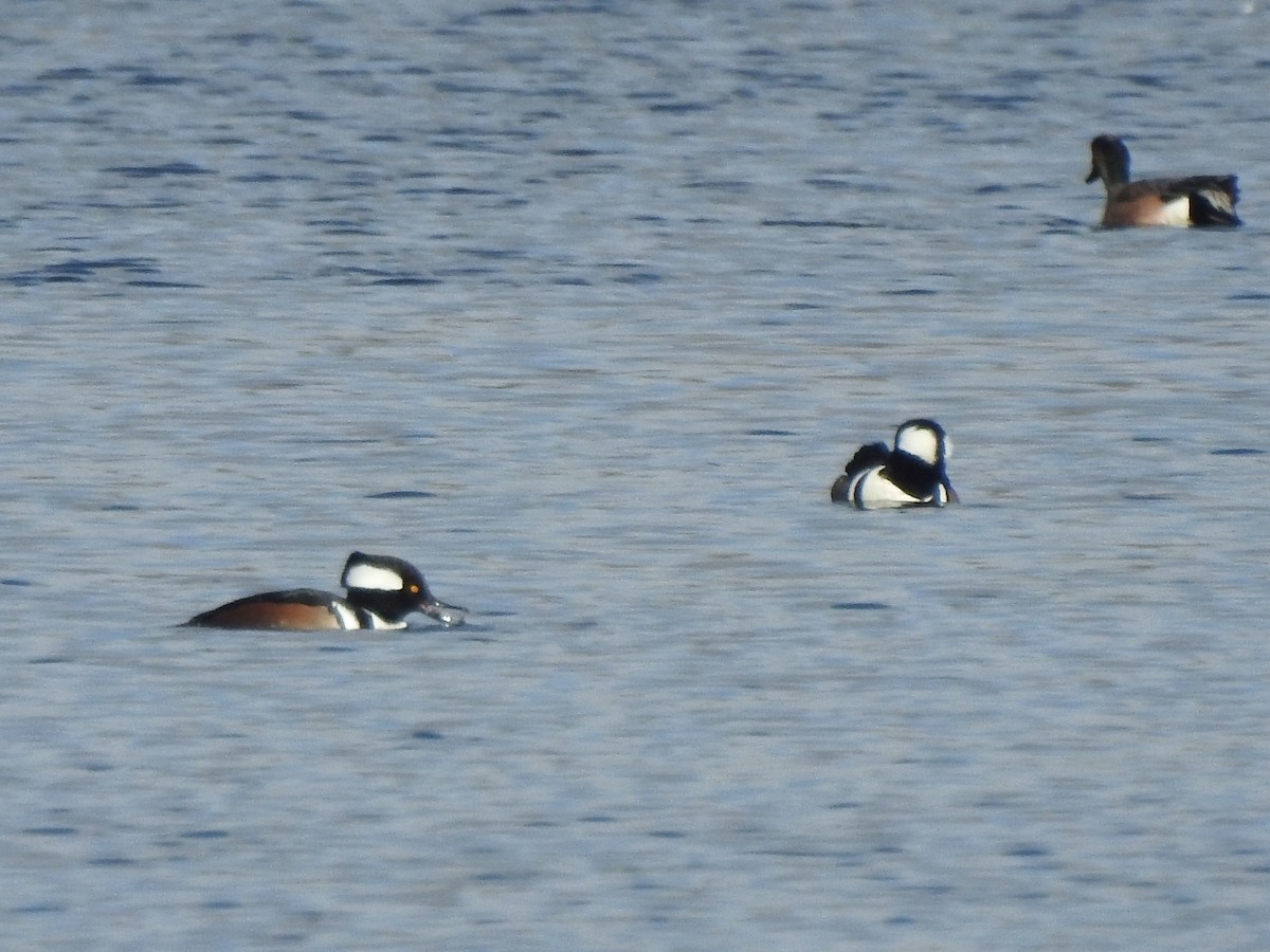 Hooded Merganser - ML646529348