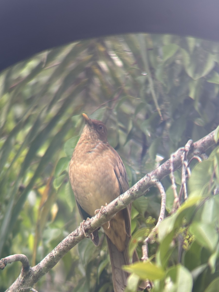 drozd hnědý - ML646529349