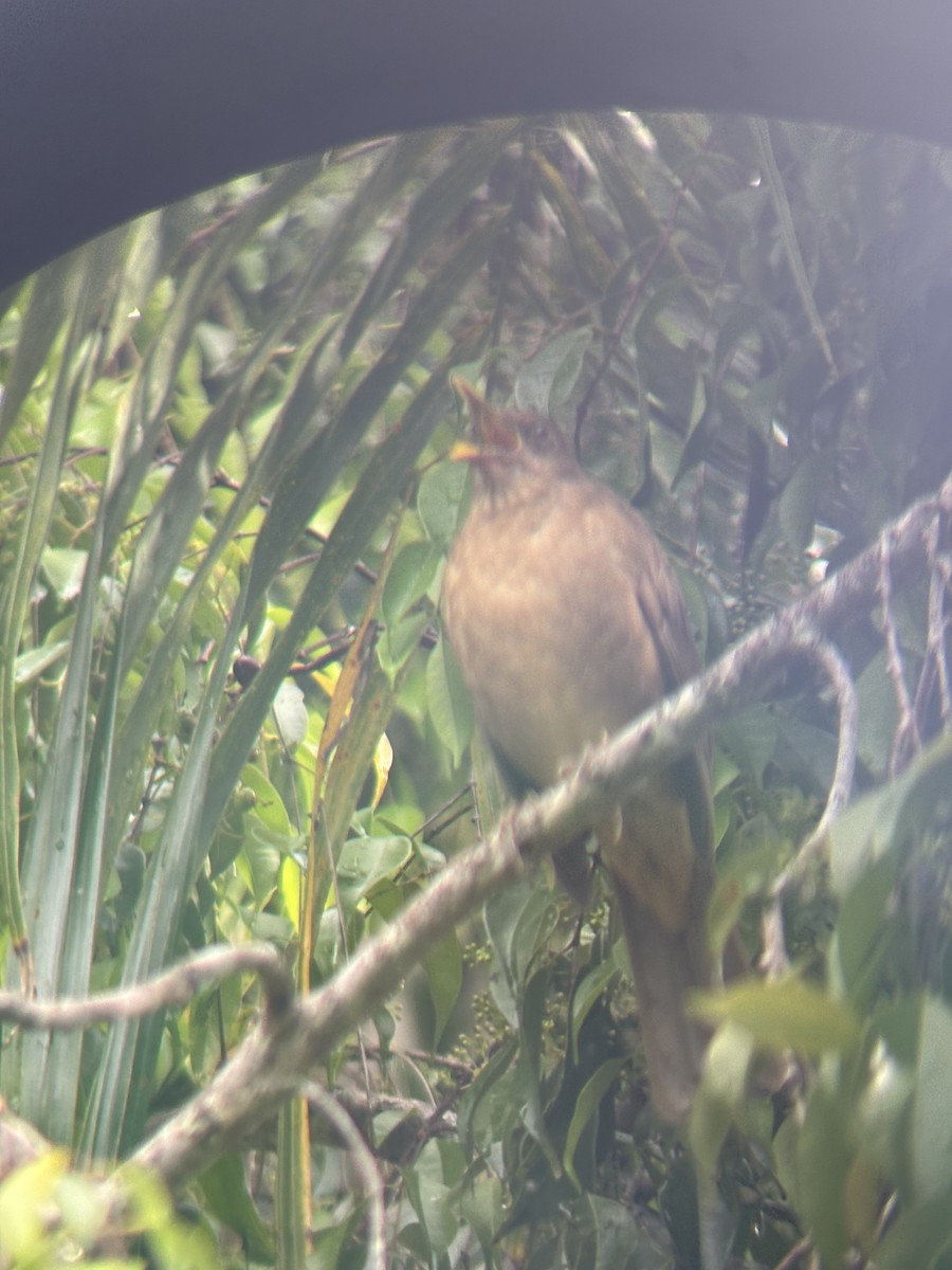 drozd hnědý - ML646529350