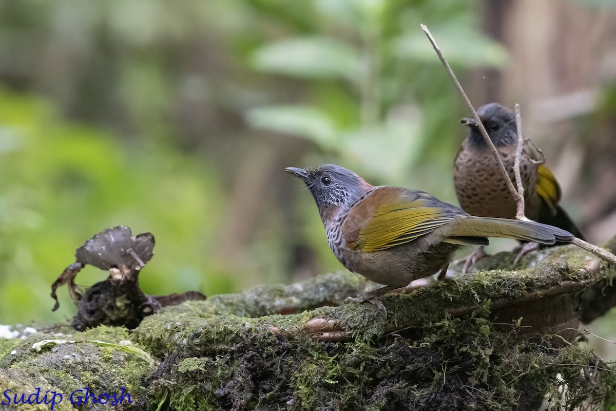 Chestnut-crowned Laughingthrush - ML646529351