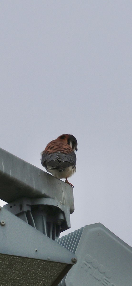 Воробьиная пустельга - ML646529353