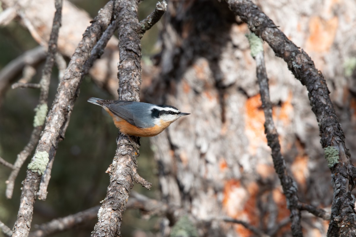Red-breasted Nuthatch - ML646529359