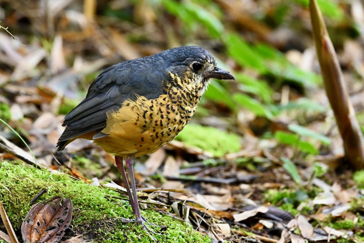 Undulated Antpitta - ML646529361