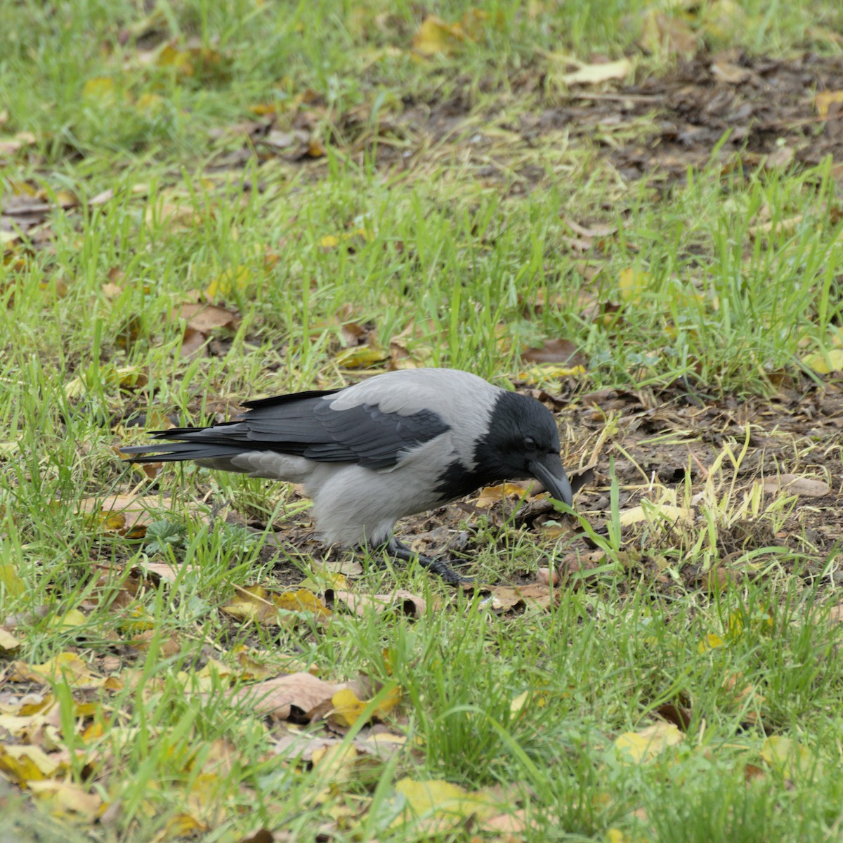 עורב אפור - ML646529365