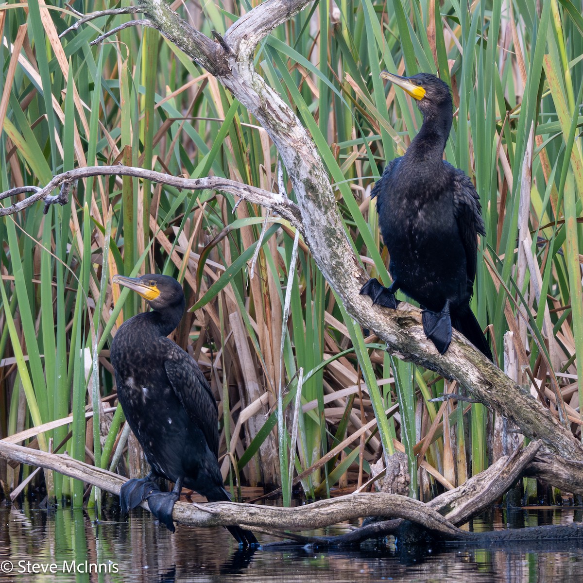 Cormorán Grande - ML646529366