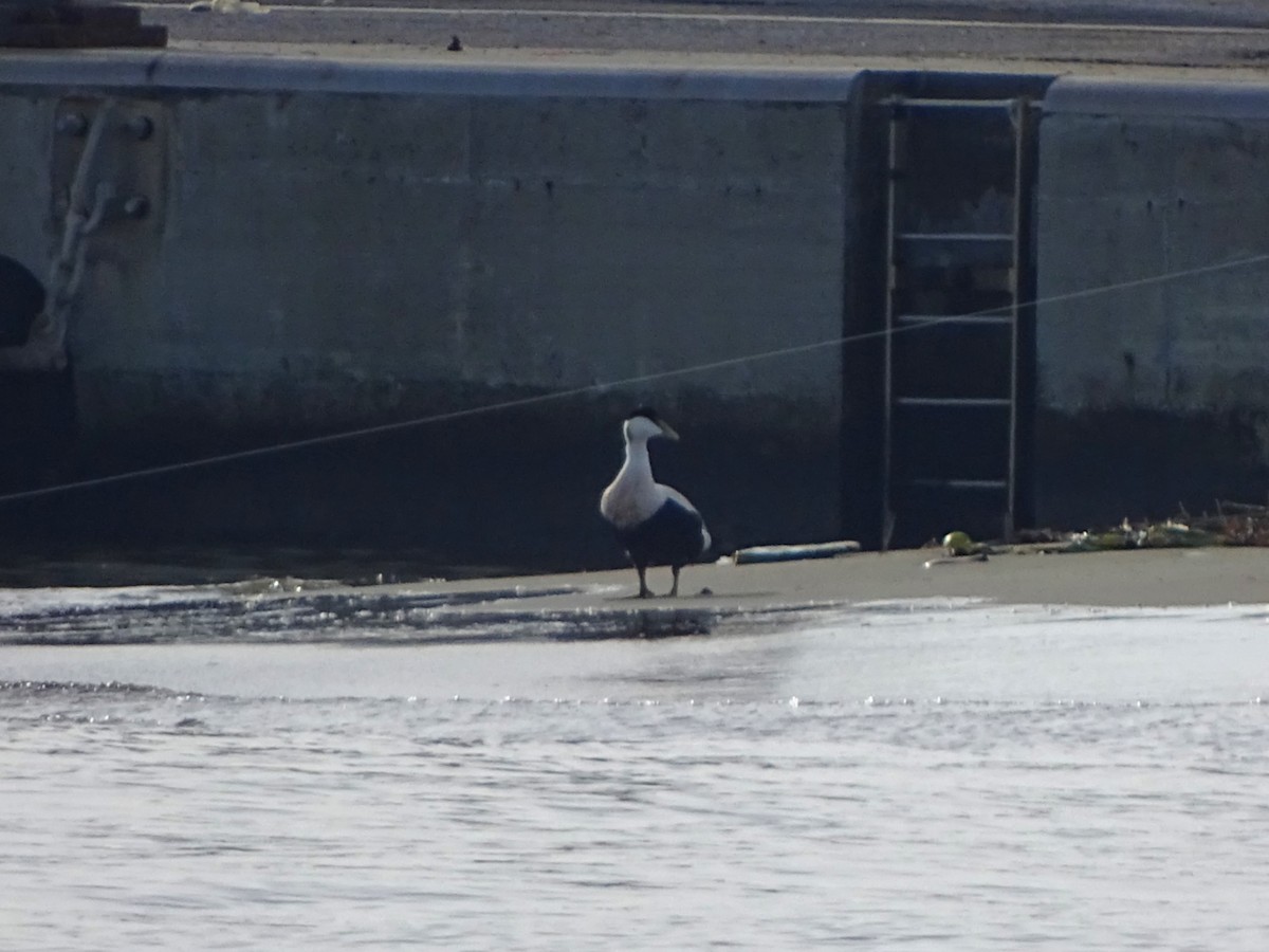 Common Eider - ML646529369