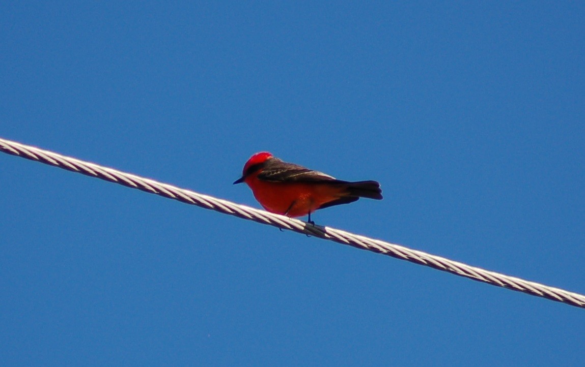 Vermilion Flycatcher - ML646529371