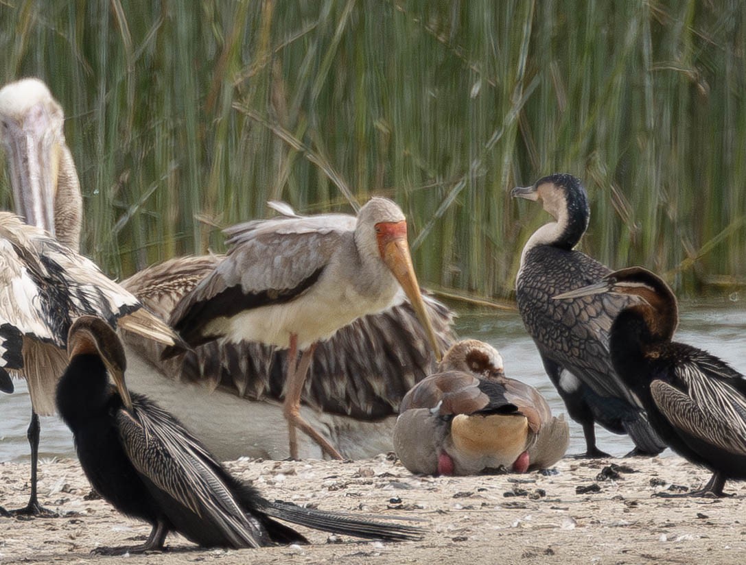 Nimmersatt - ML646529372