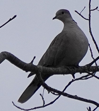 シラコバト - ML646529373