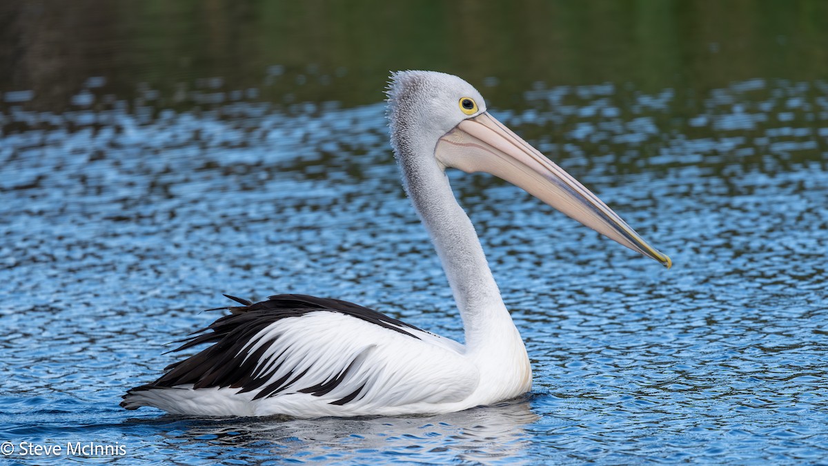 Pelícano Australiano - ML646529376