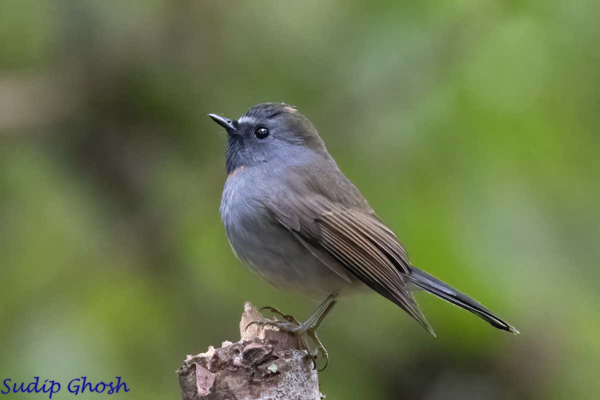 Rufous-gorgeted Flycatcher - ML646529377