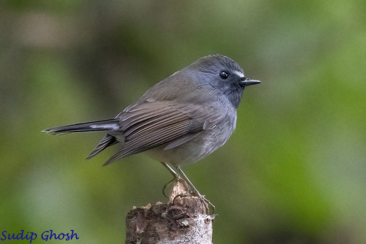 Rufous-gorgeted Flycatcher - ML646529378
