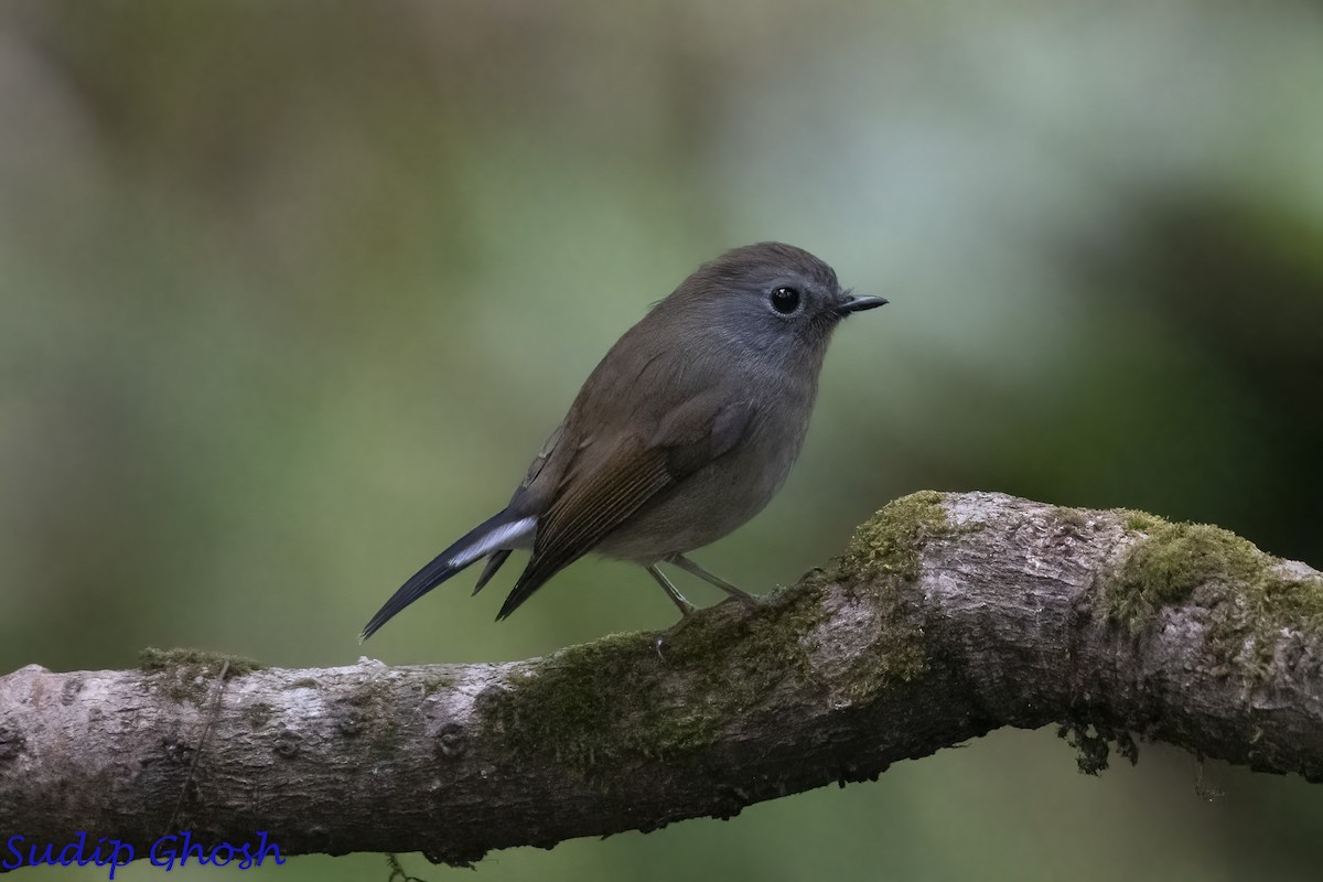 Rufous-gorgeted Flycatcher - ML646529379