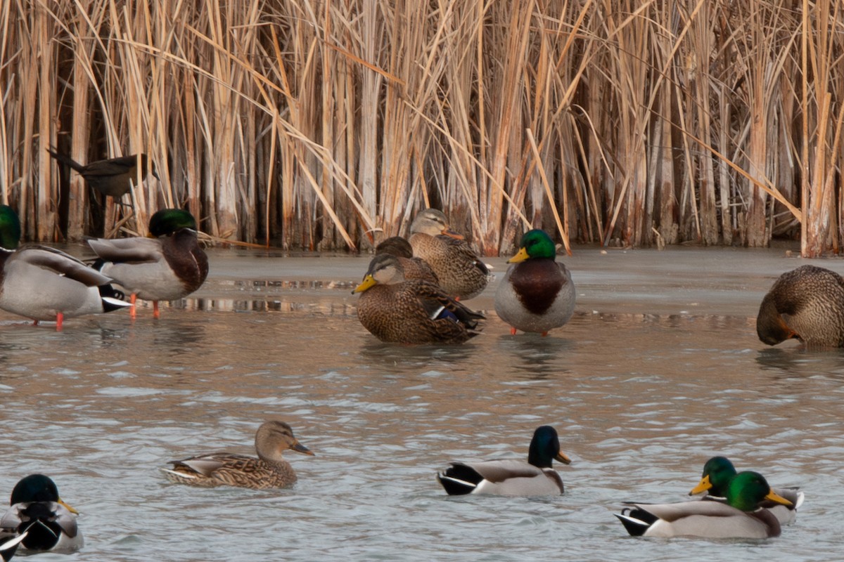 Mexican Duck - ML646529380