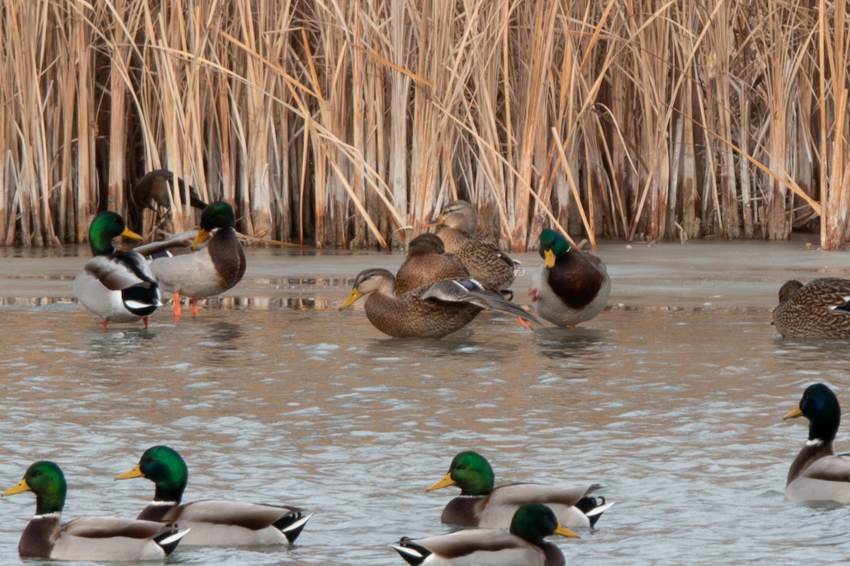 Mexican Duck - ML646529381