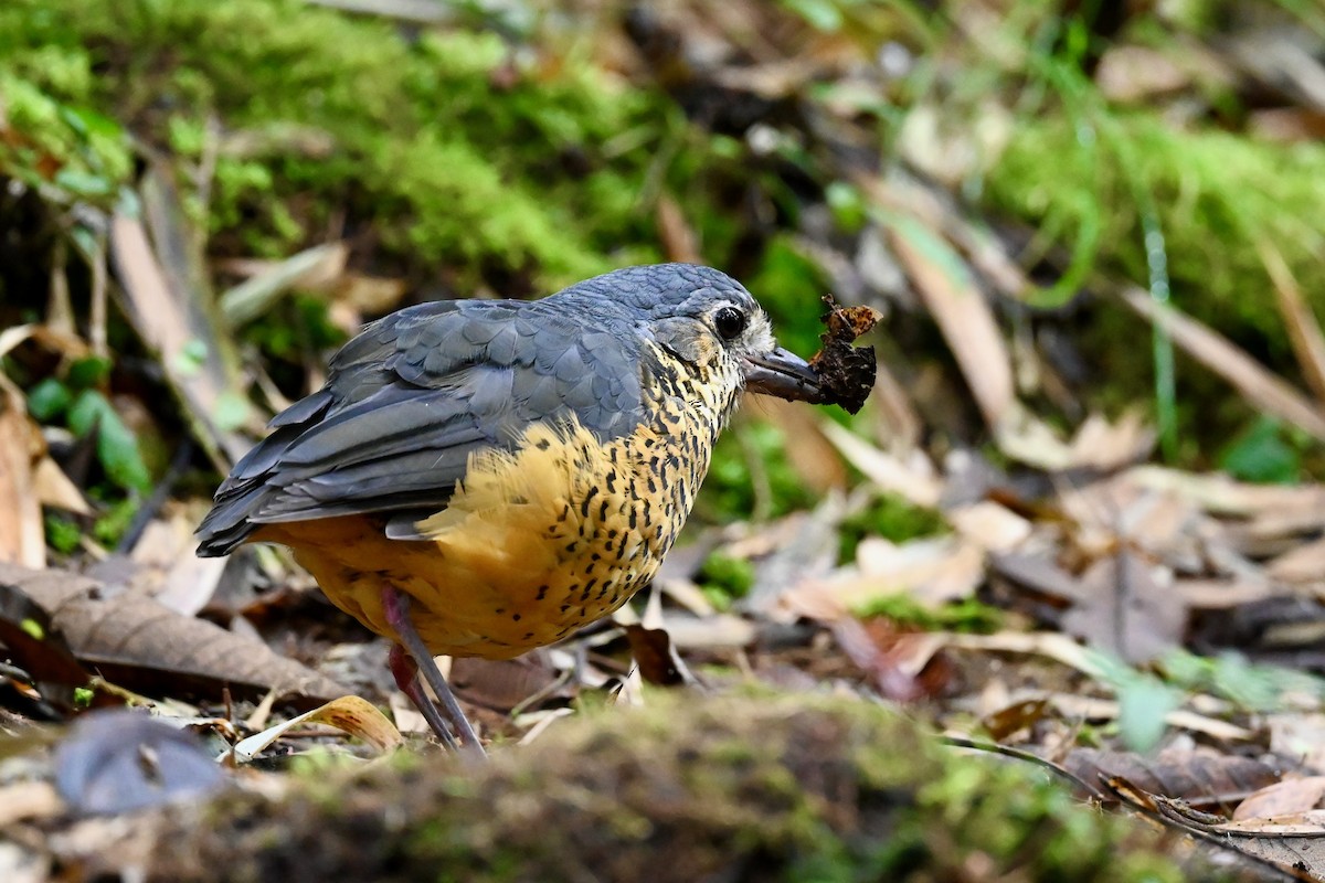 Undulated Antpitta - ML646529383