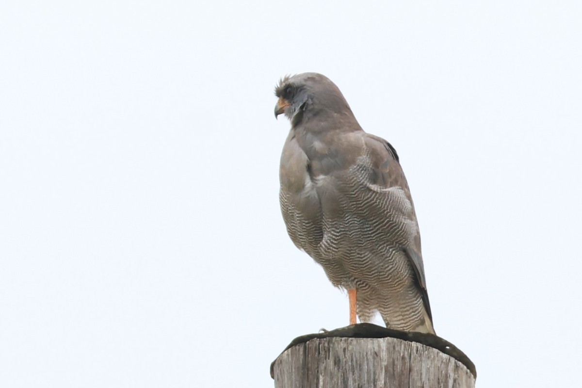 Dark Chanting-Goshawk - ML646529397