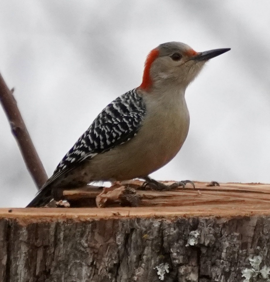 シマセゲラ - ML646529398