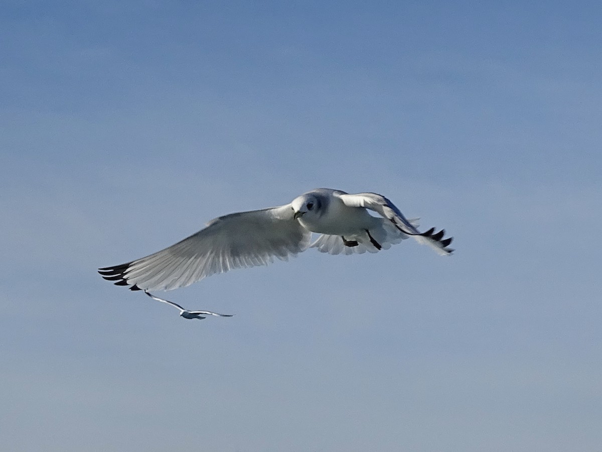Black-legged Kittiwake - ML646529403
