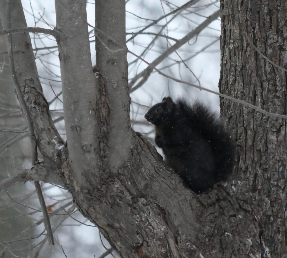 Animals - ML646529404