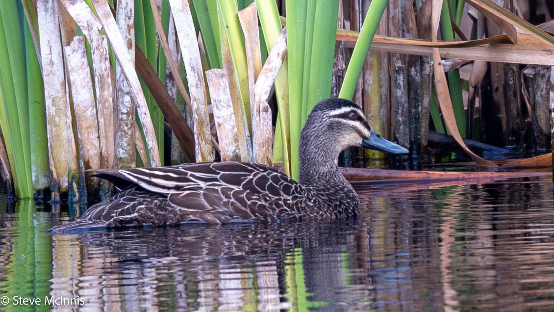 Ánade Cejudo - ML646529405