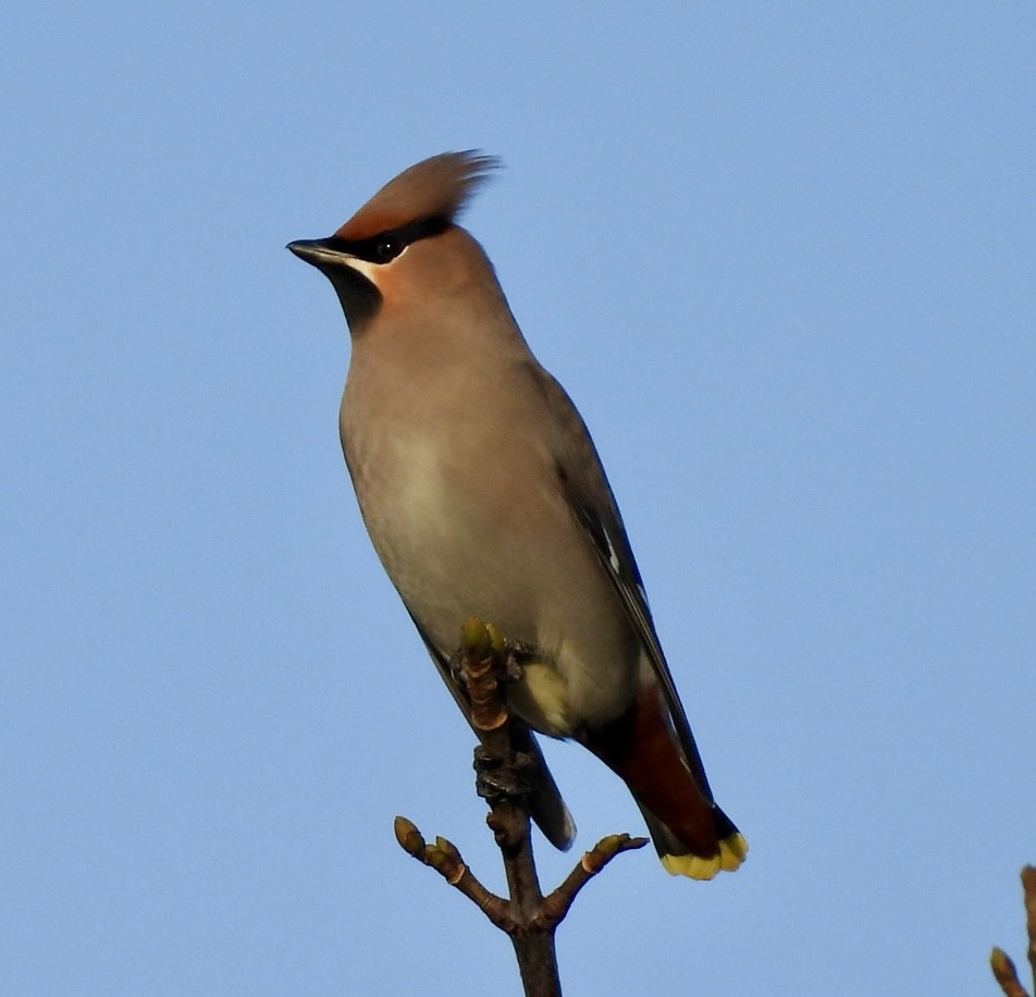 Bohemian Waxwing - ML646529408