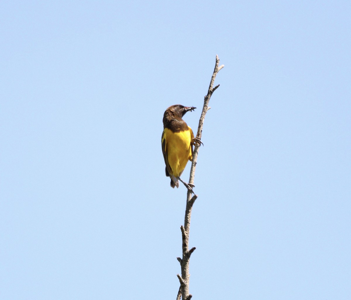 Мочарець жовтогузий - ML646529409