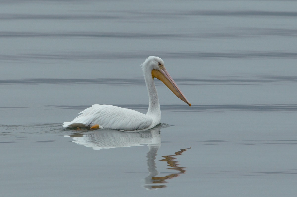 American White Pelican - ML646529411