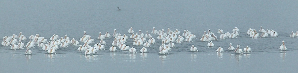 American White Pelican - ML646529412