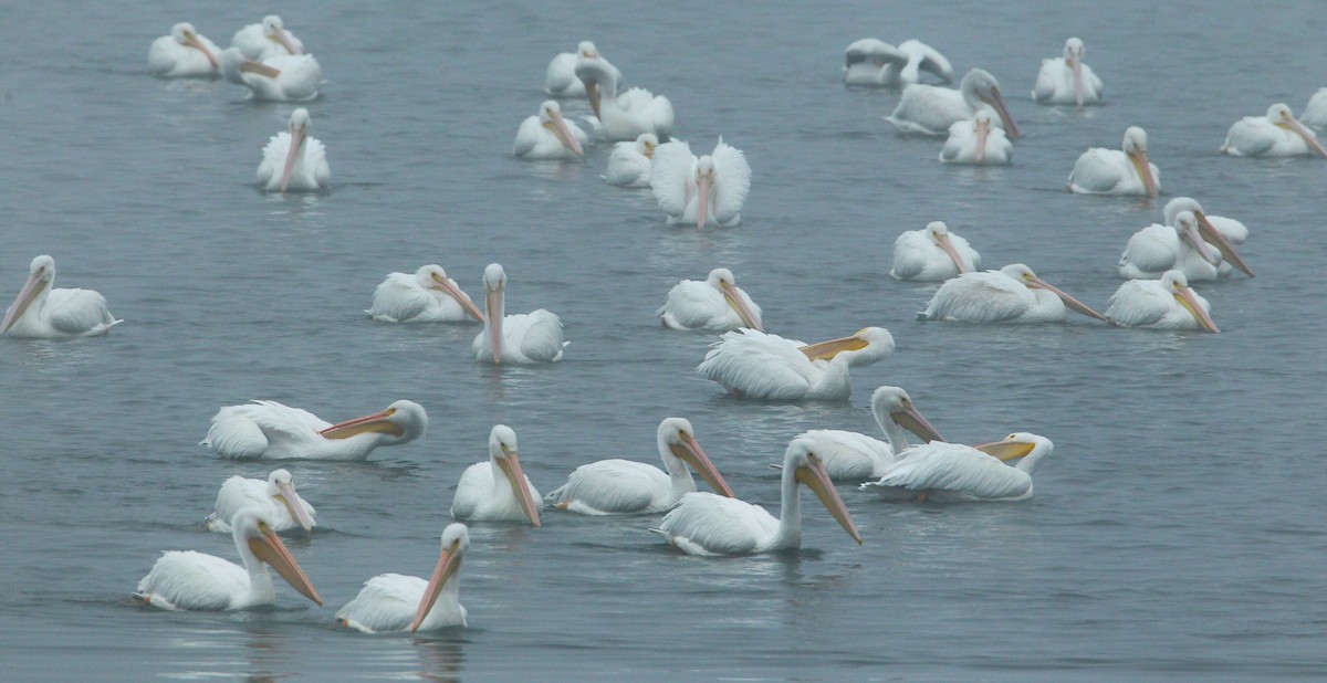 American White Pelican - ML646529413