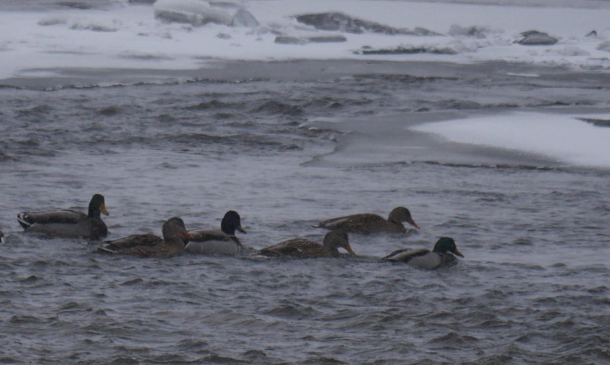 Mallard - ML646529416