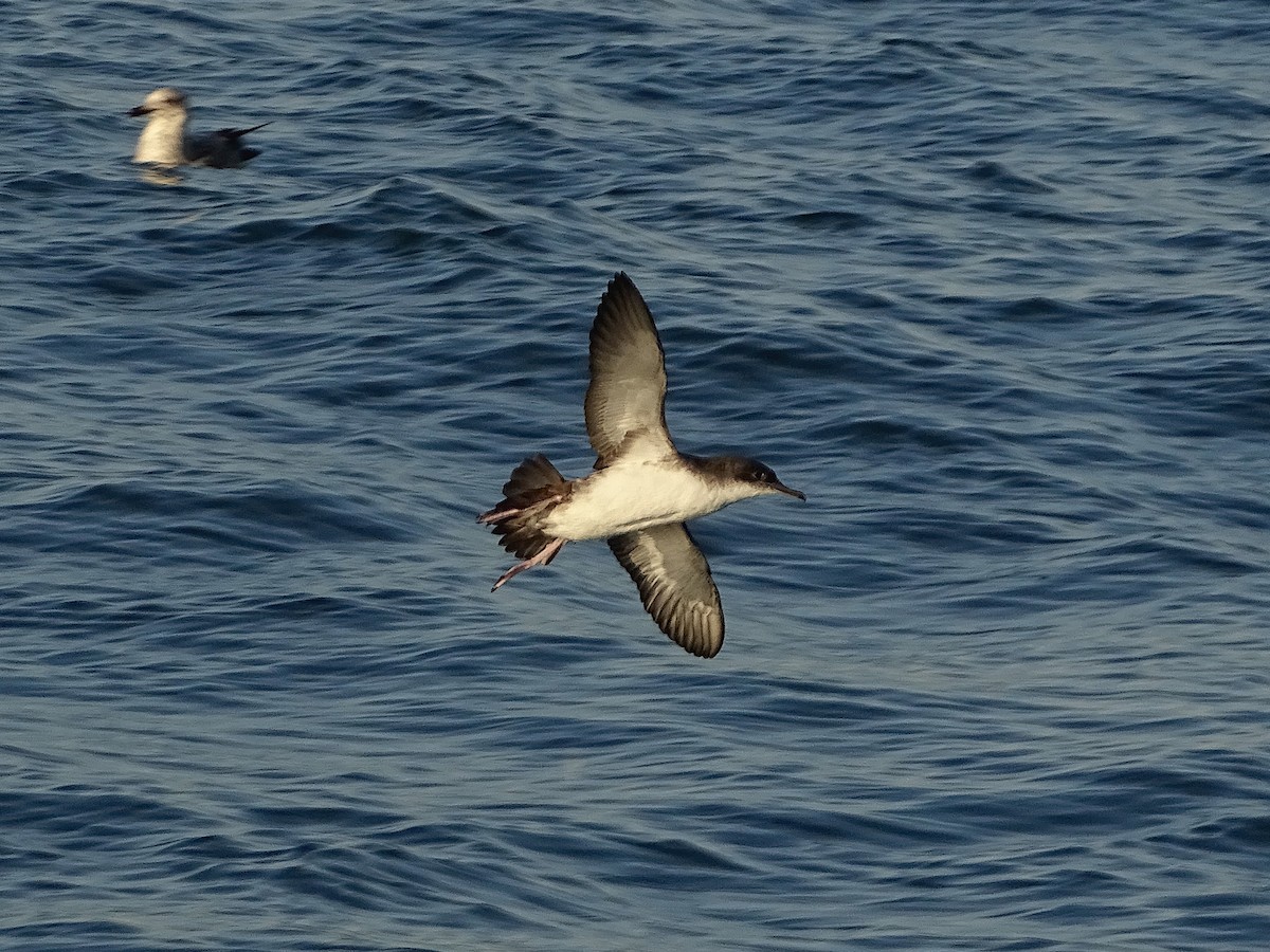 Yelkouan Shearwater - ML646529417