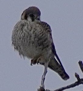 アメリカチョウゲンボウ - ML646529419