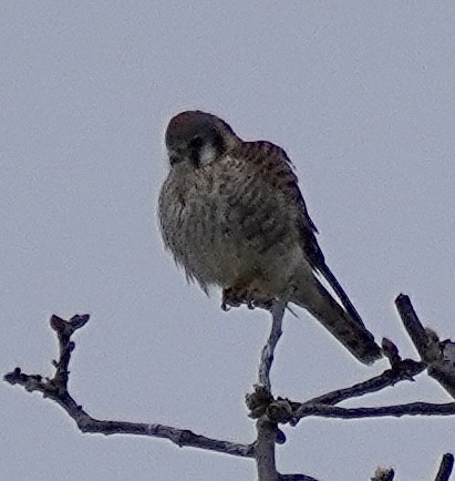 アメリカチョウゲンボウ - ML646529420