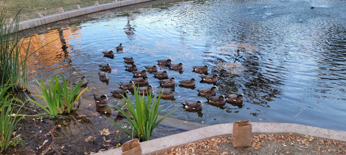 American Wigeon - ML646529421