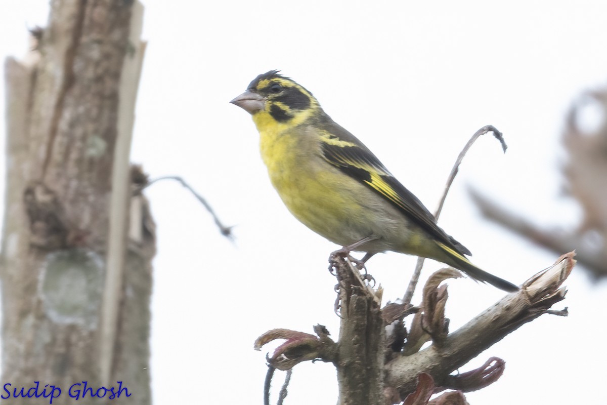 Yellow-breasted Greenfinch - ML646529422