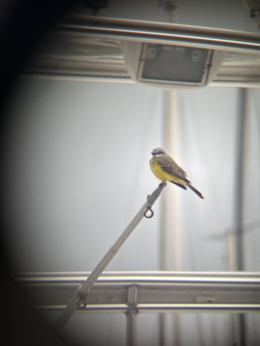 Tropical Kingbird - ML646529426