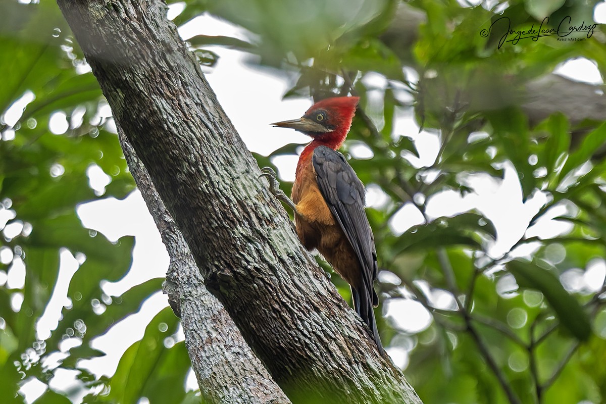 Red-necked Woodpecker - ML646529429