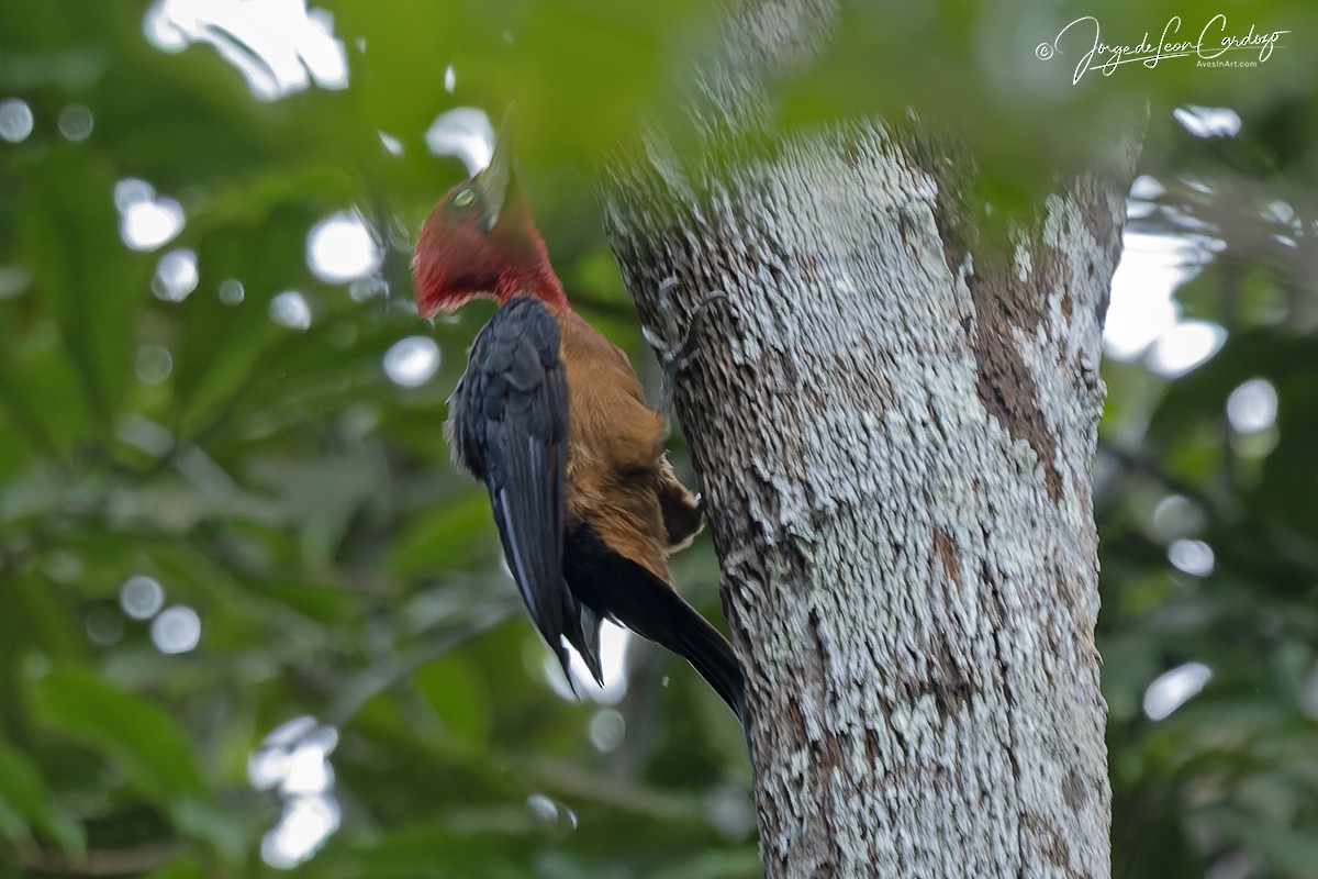 Red-necked Woodpecker - ML646529430