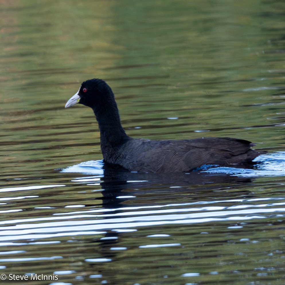 Focha Común - ML646529431